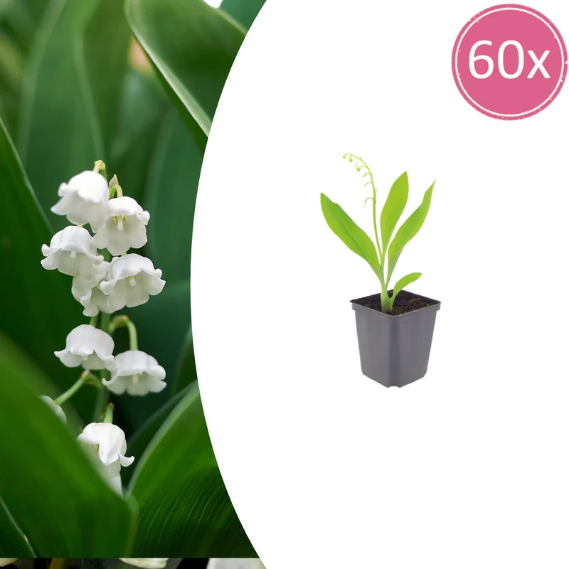 60x Convallaria majalis