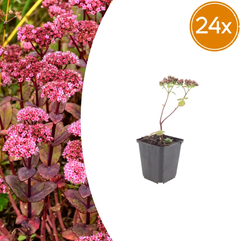 24x Sedum 'Matrona'