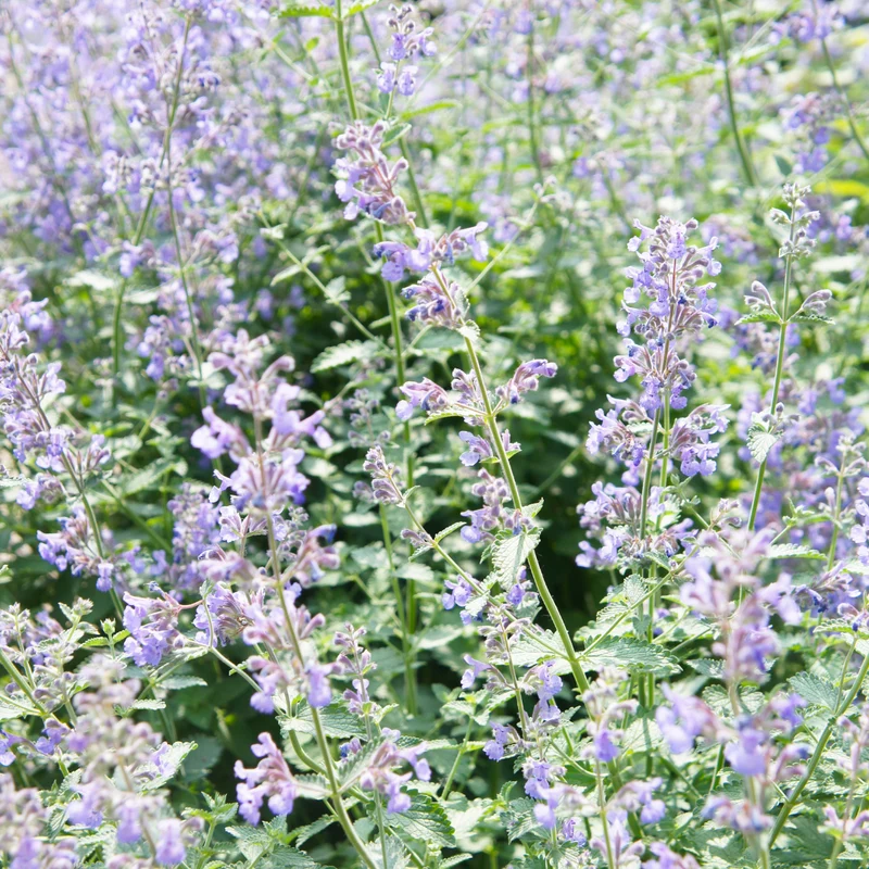 48x Nepeta faassenii