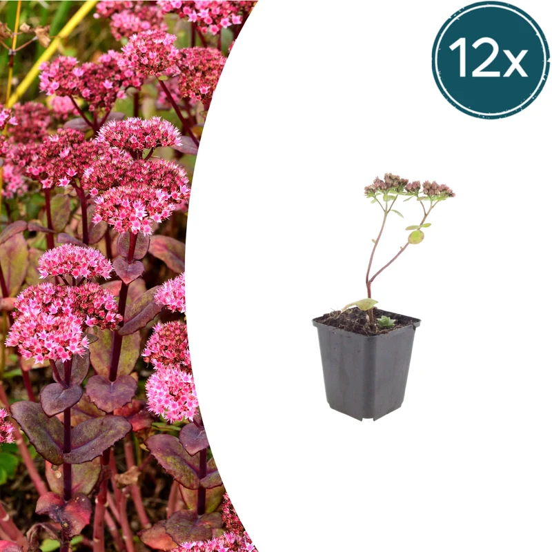 12x Sedum 'Matrona'