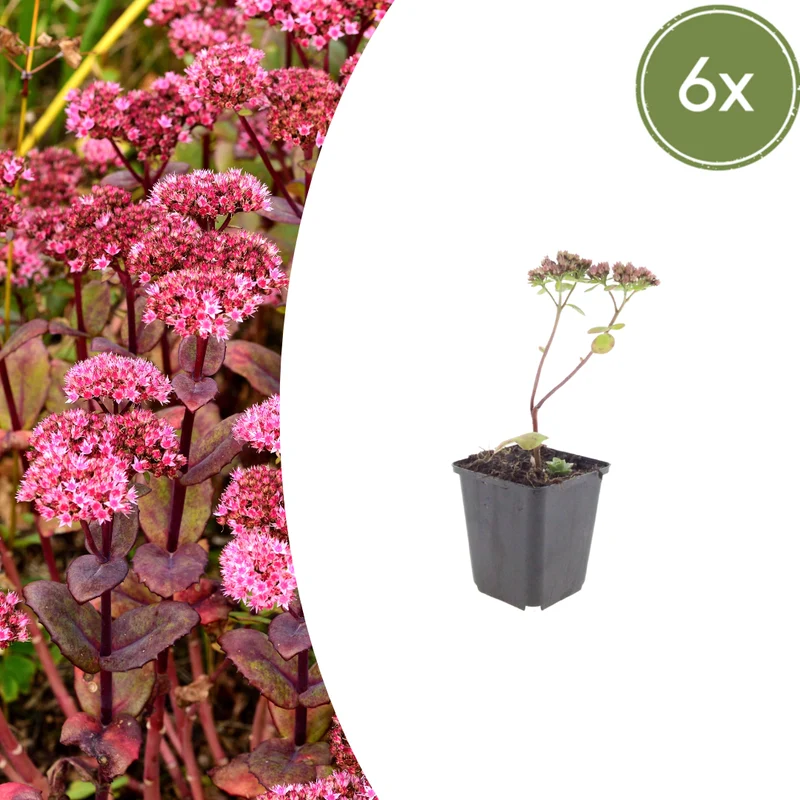 6x Sedum 'Matrona'