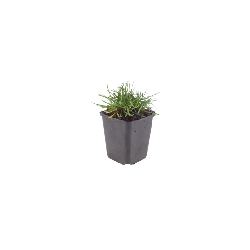 60x Armeria m. 'Splendens'