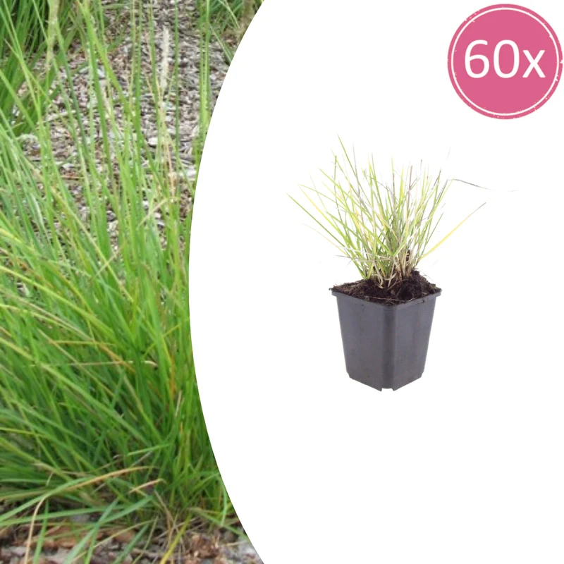 60x Sesleria autumnalis