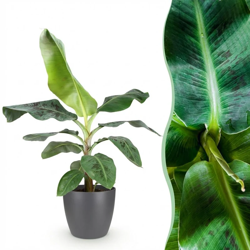 Musa acuminata Dwarf Cavendisch