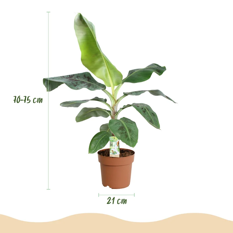 Musa acuminata Dwarf Cavendisch