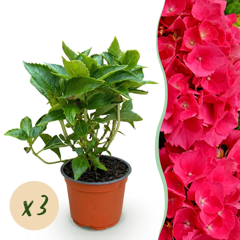 3x Hydrangea macrophylla Rood