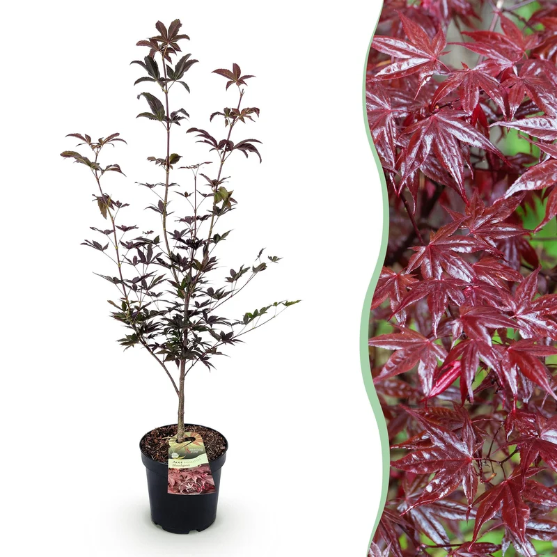 Acer palmatum Bloodgood
