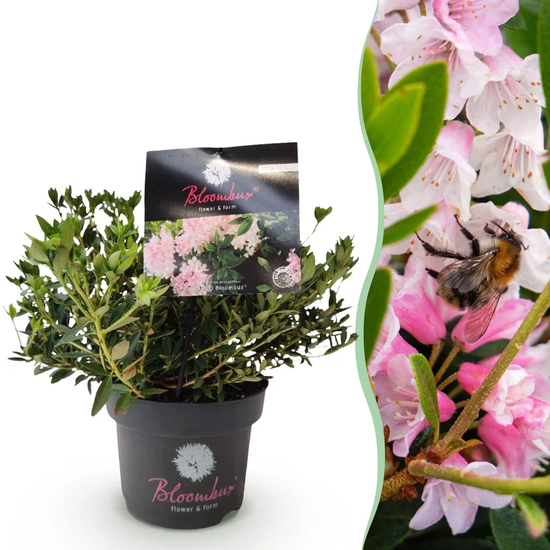 Bloombux Light Pink, dwergrhododendron met buxusvorm