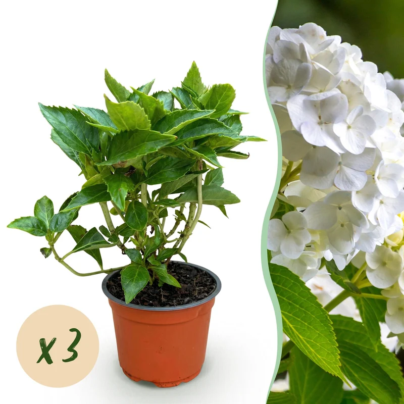 3x Hydrangea macrophylla Wit