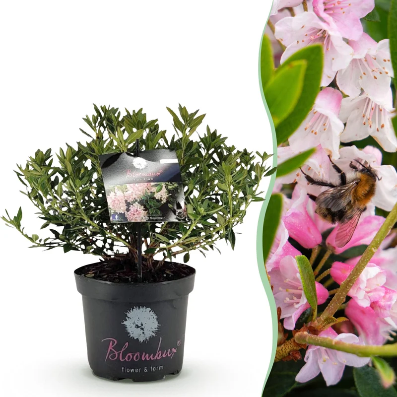 Bloeiende buxusvervanger Bloombux Light Pink