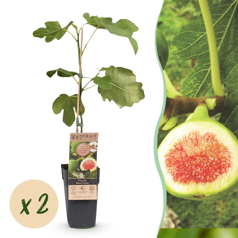Ficus carica Brown Turkey