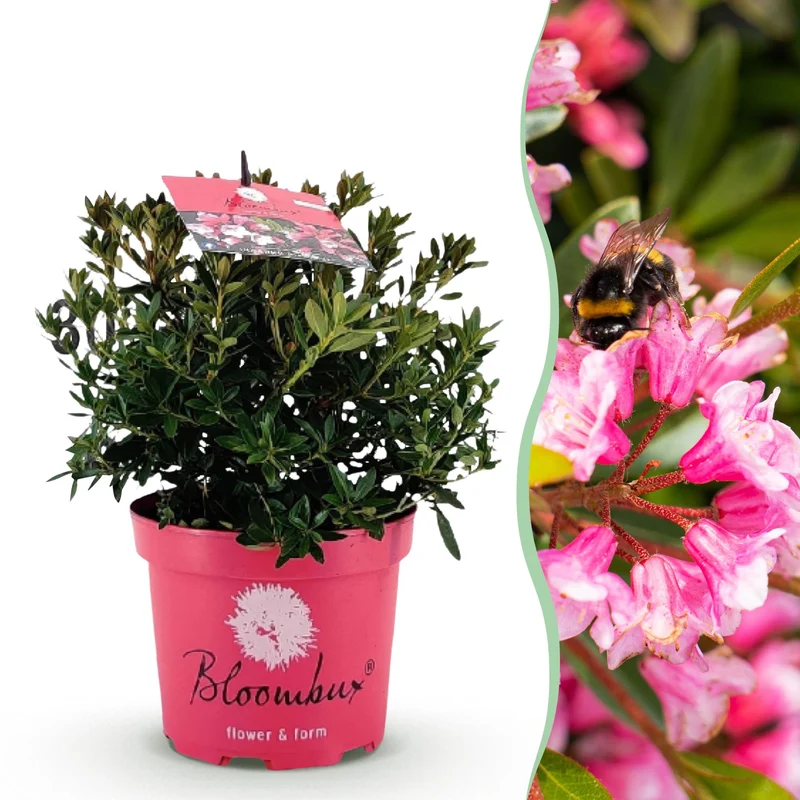 Bloombux Magenta