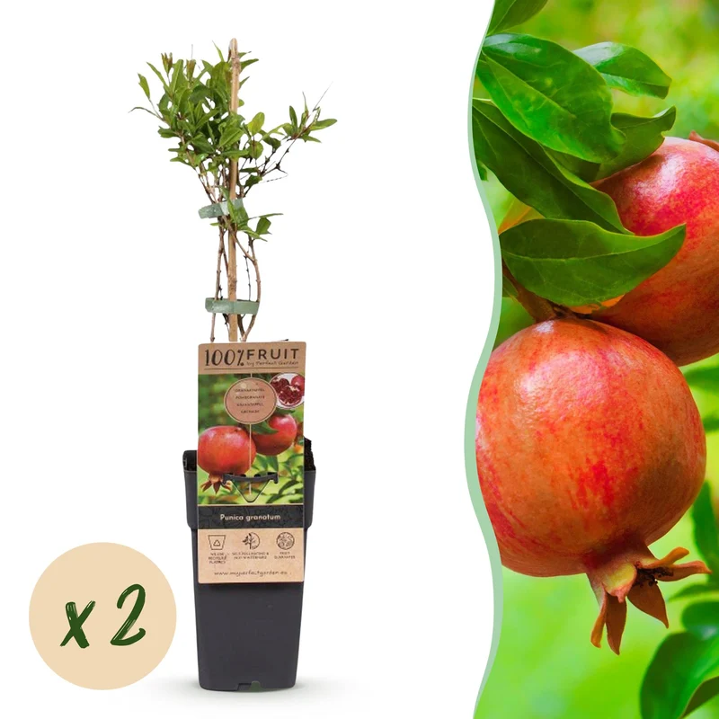 Granaatappelboom, fruitgewas voor de tuin