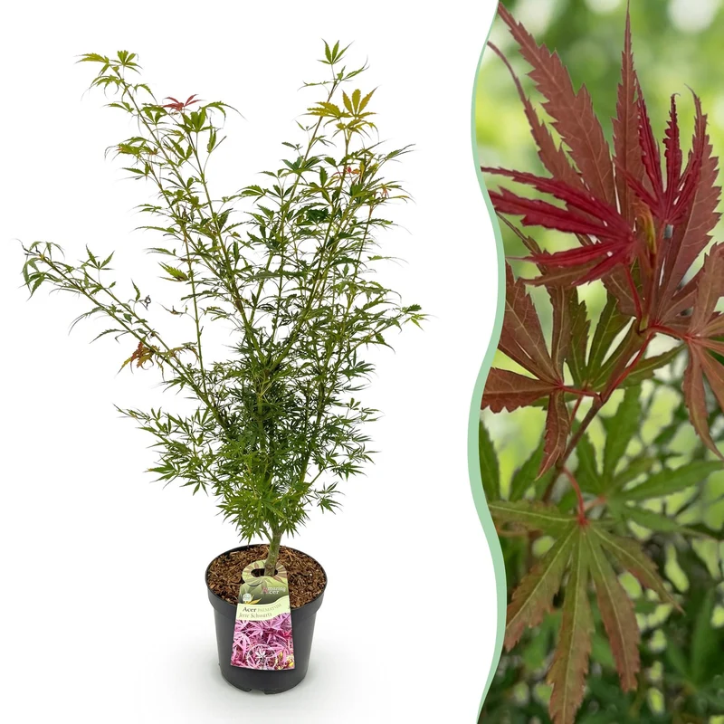 Acer palmatum Jerre Swarts