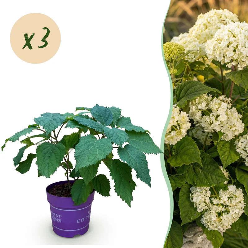 2x Hydrangea arborescens FlowerWOW