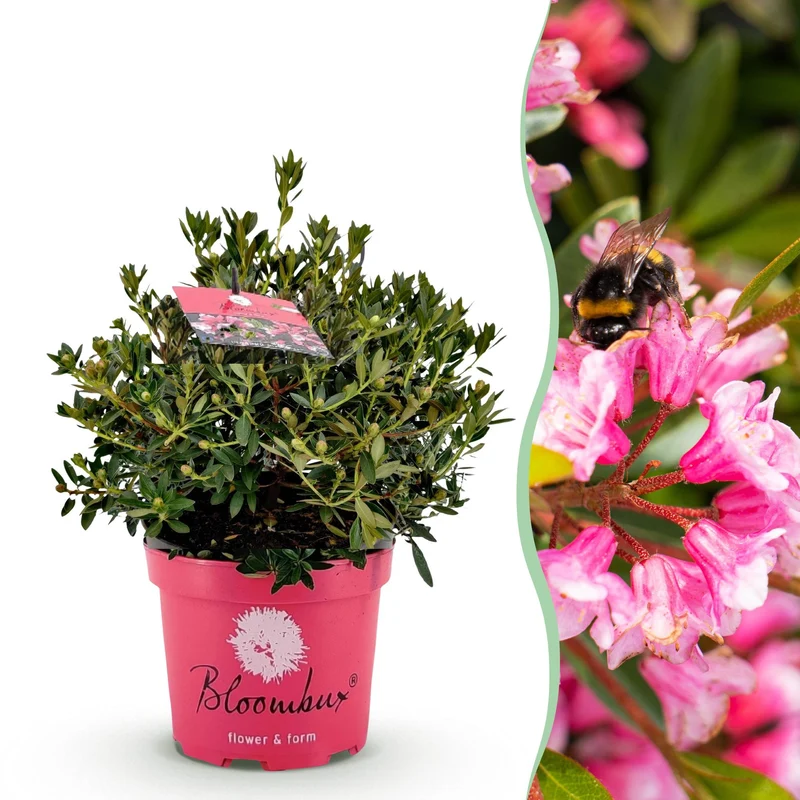 Rhododendron Bloombux Magenta
