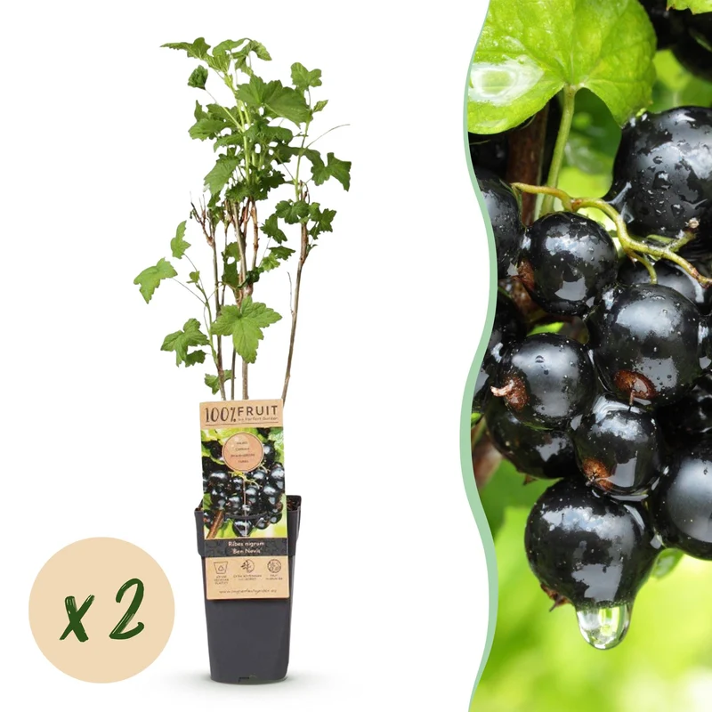 2x Bessenplant Ben Nevis