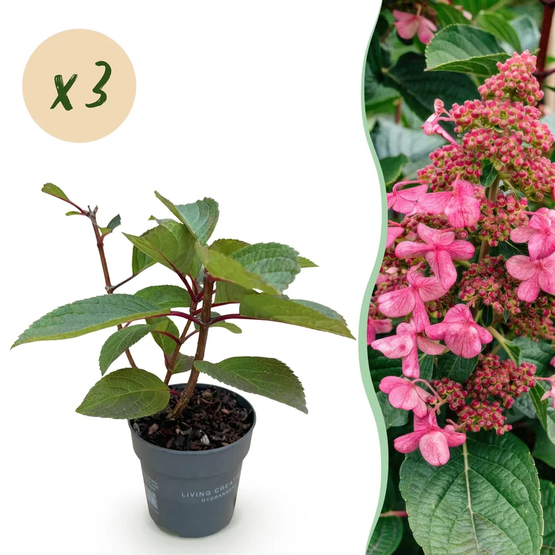 3x Hydrangea panniculata Living Infinity