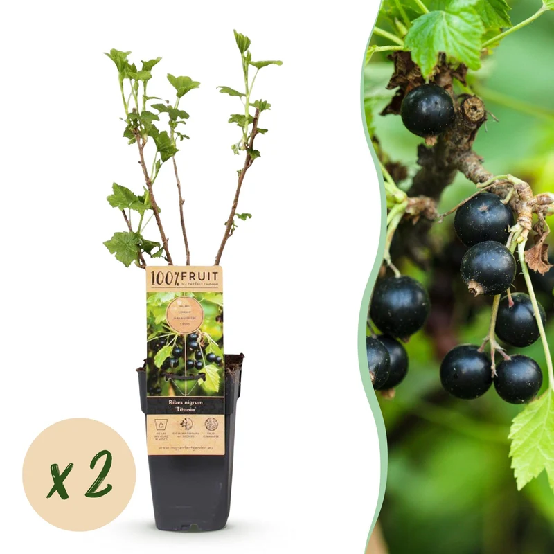 2x Bessenplant Titania