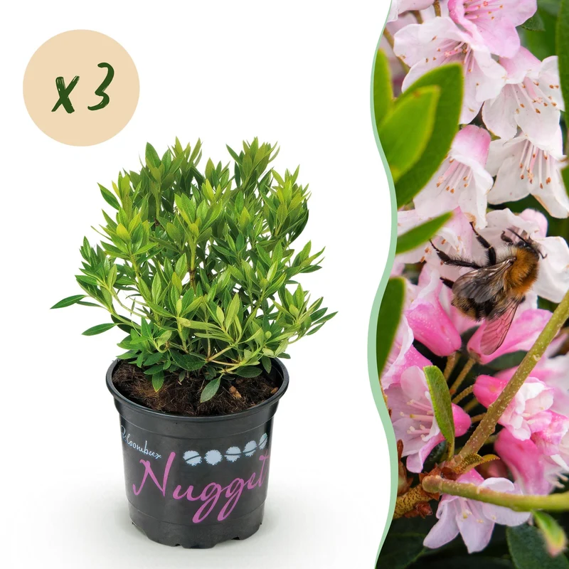 Rhododendron Bloombux Light Pink, bloeiend buxusalternatief (3x)