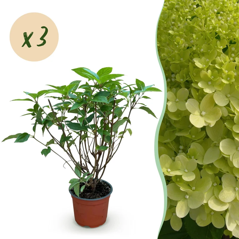 Hydrangea panniculata Limelight