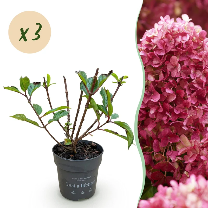 3x Hydrangea panniculata Living Little Rosy
