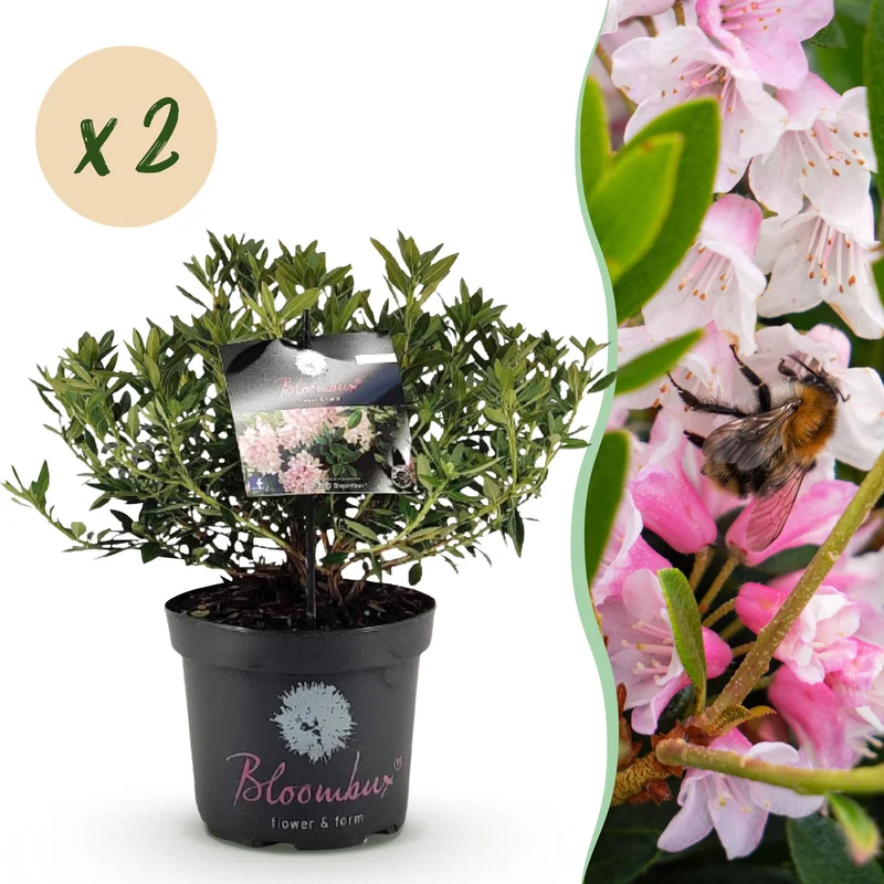Rhododendron Bloombux Light Pink, bloeiend buxusalternatief (2x)
