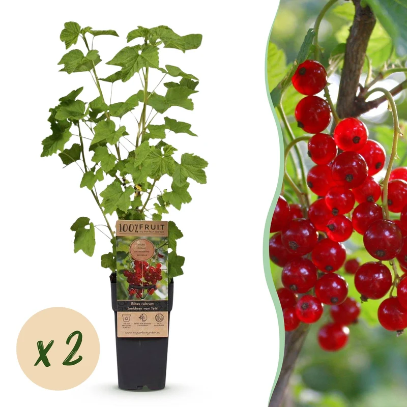 2x Bessenplant Jonkheer van Tets