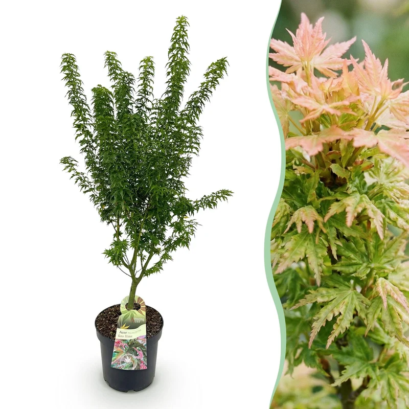 Acer palmatum Koto Hime