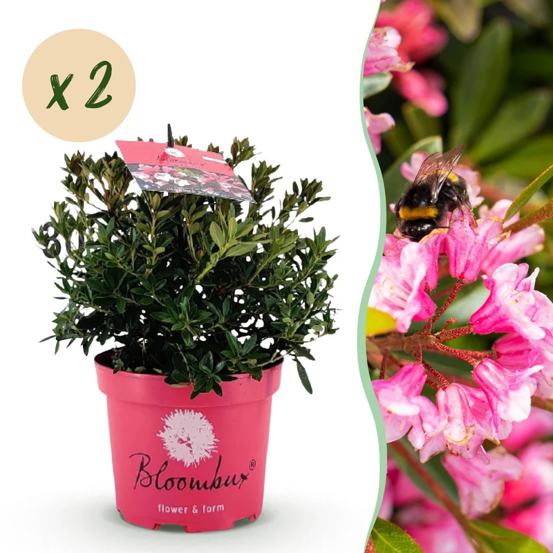 2x Bloeiende buxusvervanger Bloombux Magenta