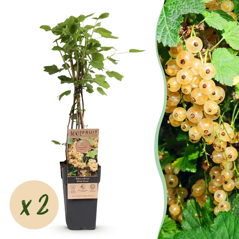 2x Bessenplant Witte Parel