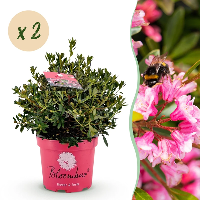 2x Bloeiende buxusvervanger Bloombux Magenta