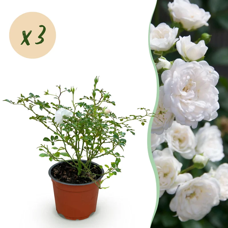 3x Rosa White Fairy