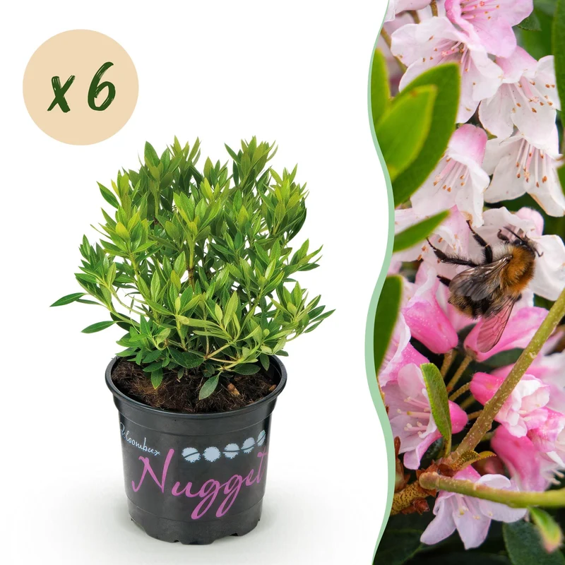 Bloeiende buxusvervanger Bloombux Light Pink (6x)