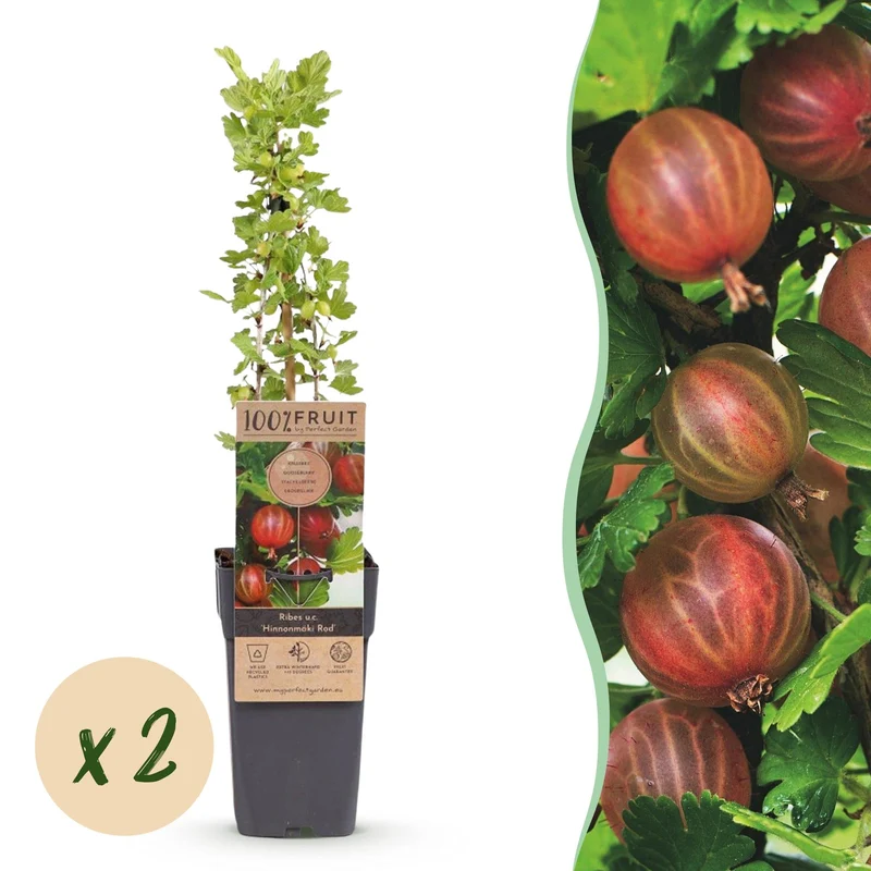 Kruisbes Hinnonmäki Rood, fruitgewas voor de tuin