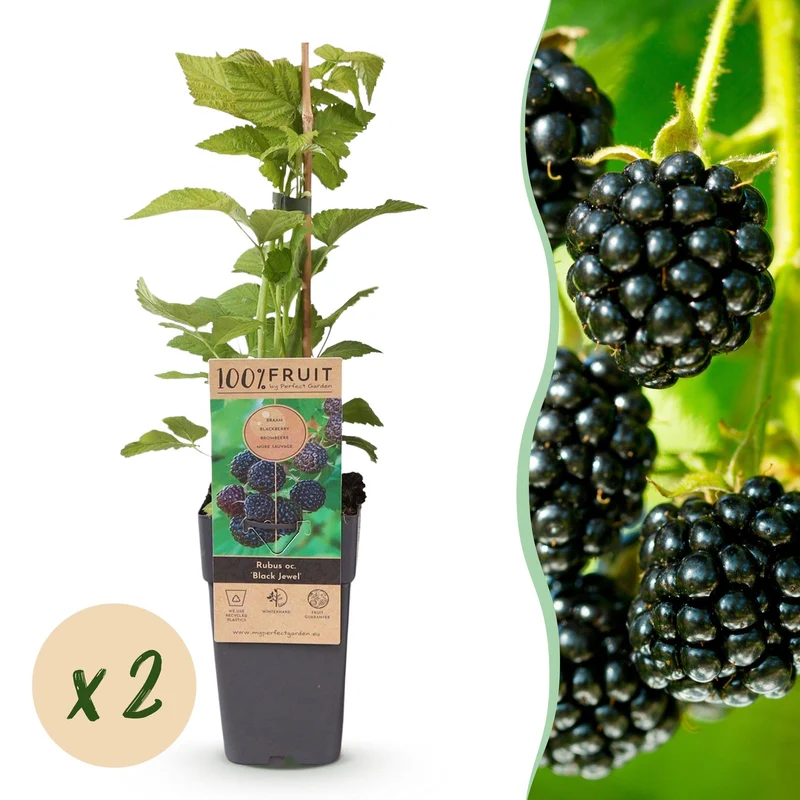 2x Bramenplant Black Jewel