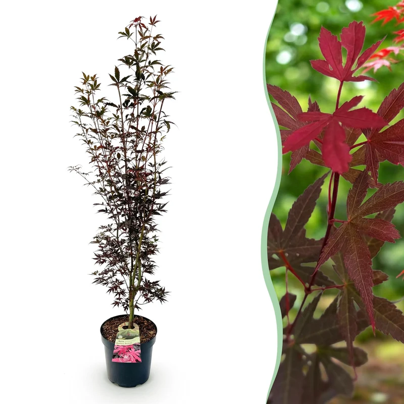 Acer palmatum Skeeters Broom