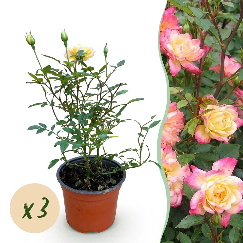 3x Rosa Tricolor Fairy