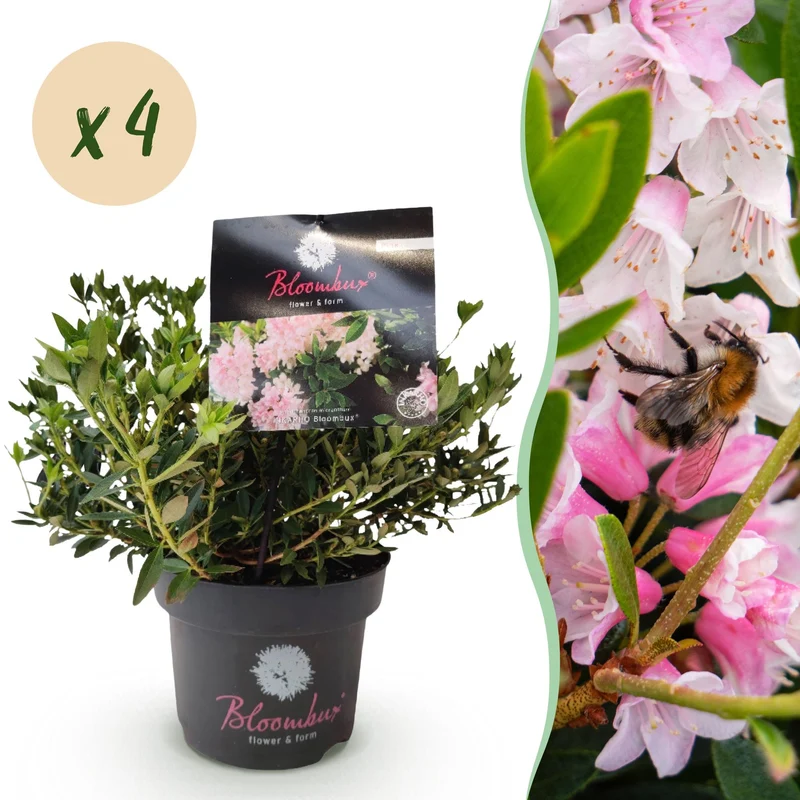 Rhododendron Bloombux Light Pink, bloeiend buxusalternatief (4x)