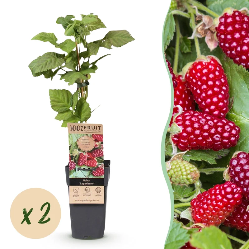 2x Braamboos Loganberry (doornloos)