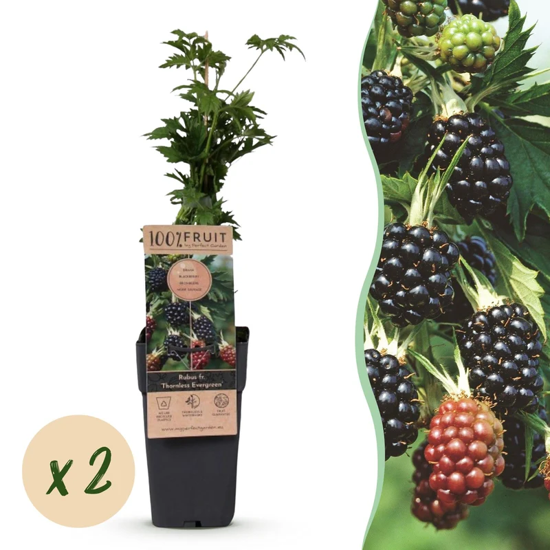 2x Bramenplant Thornless Evergreen (doornloos)
