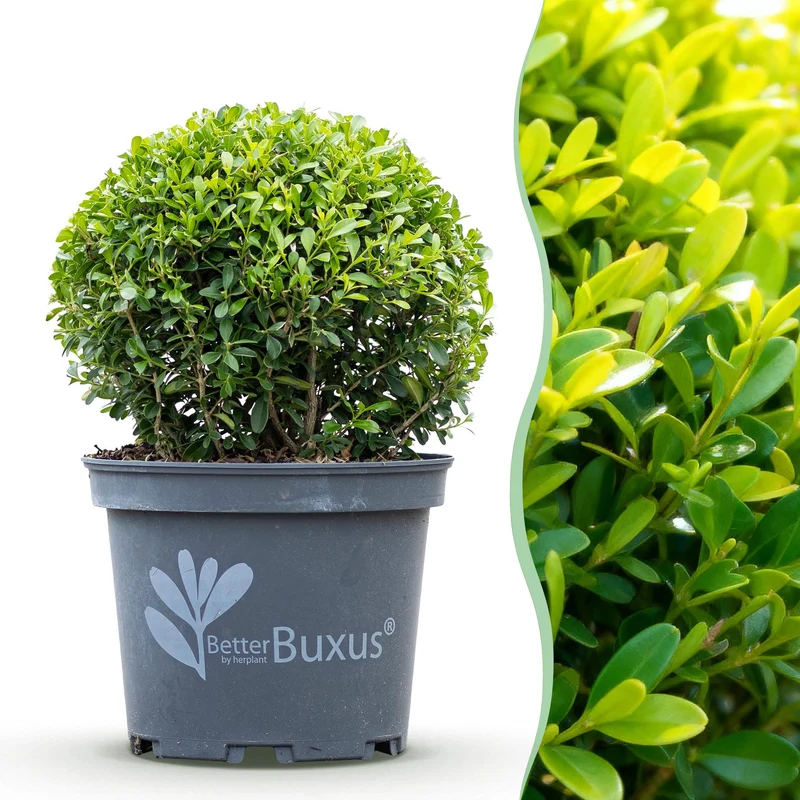 BetterBuxus Skylight kopen, schimmelresistente buxusvervanger