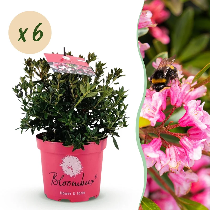 6x Rhododendron Bloombux Magenta