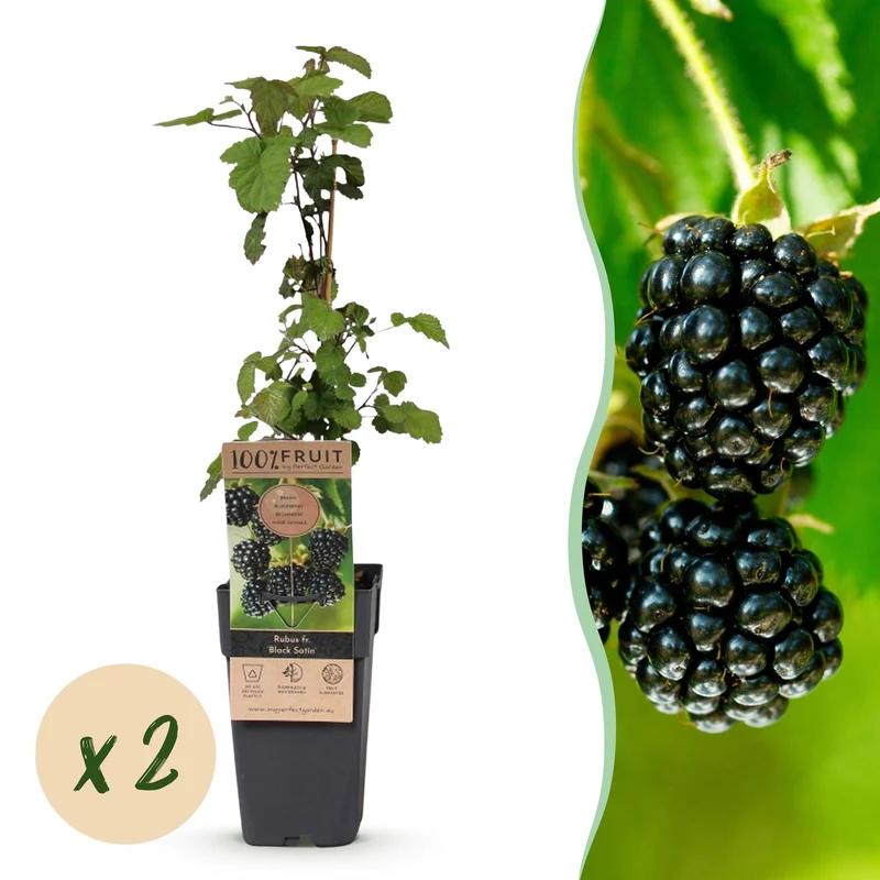 2x Bramenplant Black Satin, fruitgewas voor de tuin