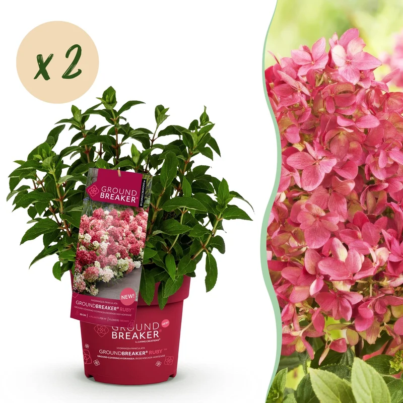 2x Hydrangea panniculata Groundbreaker Ruby