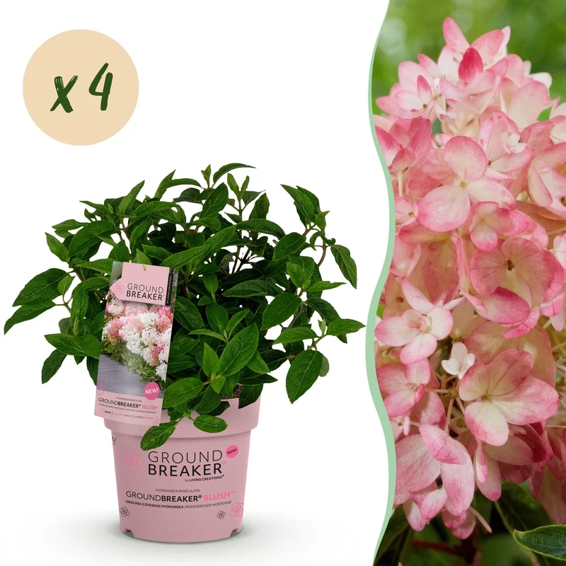 4x Hydrangea panniculata Groundbreaker Blush