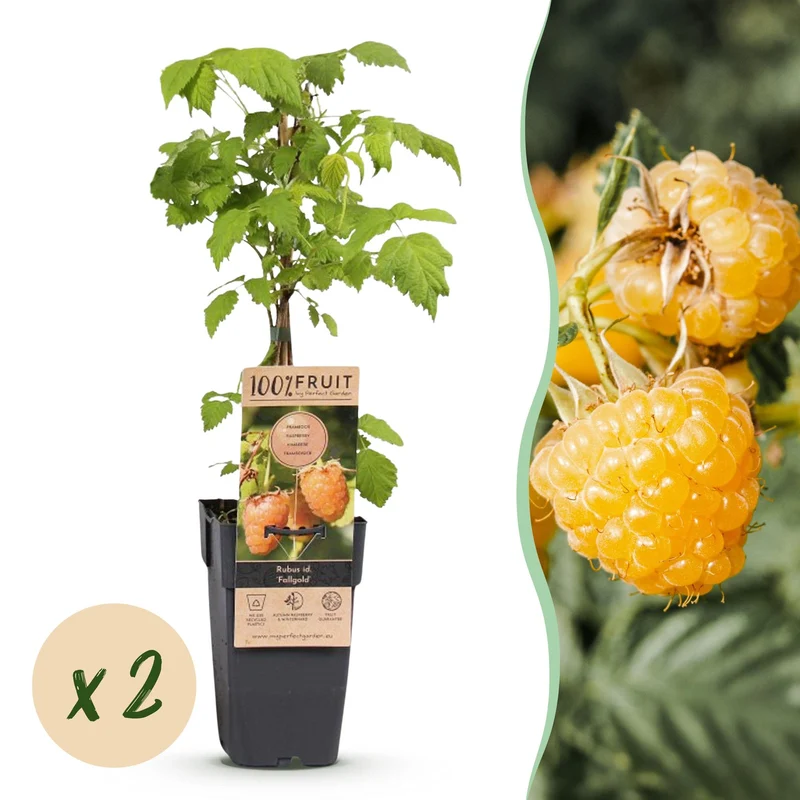 Frambozenplant Fallgold, fruitgewas voor de tuin