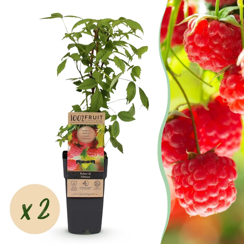 Frambozenplant Ottawa, fruitgewas voor de tuin