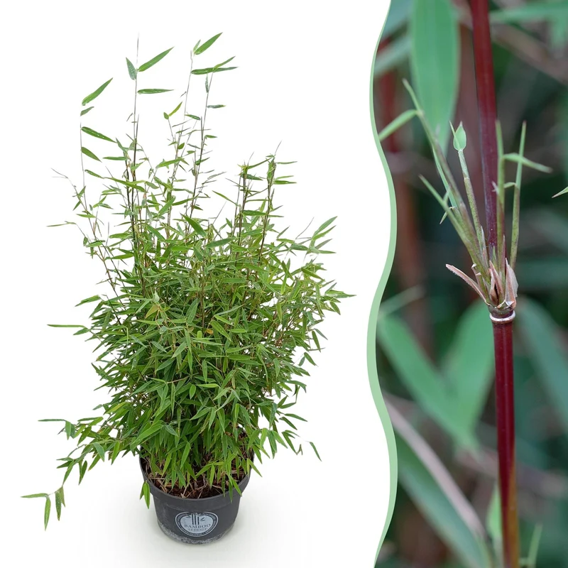 Fargesia nitida Red Dragon kopen, niet-woekerende tuinbamboe