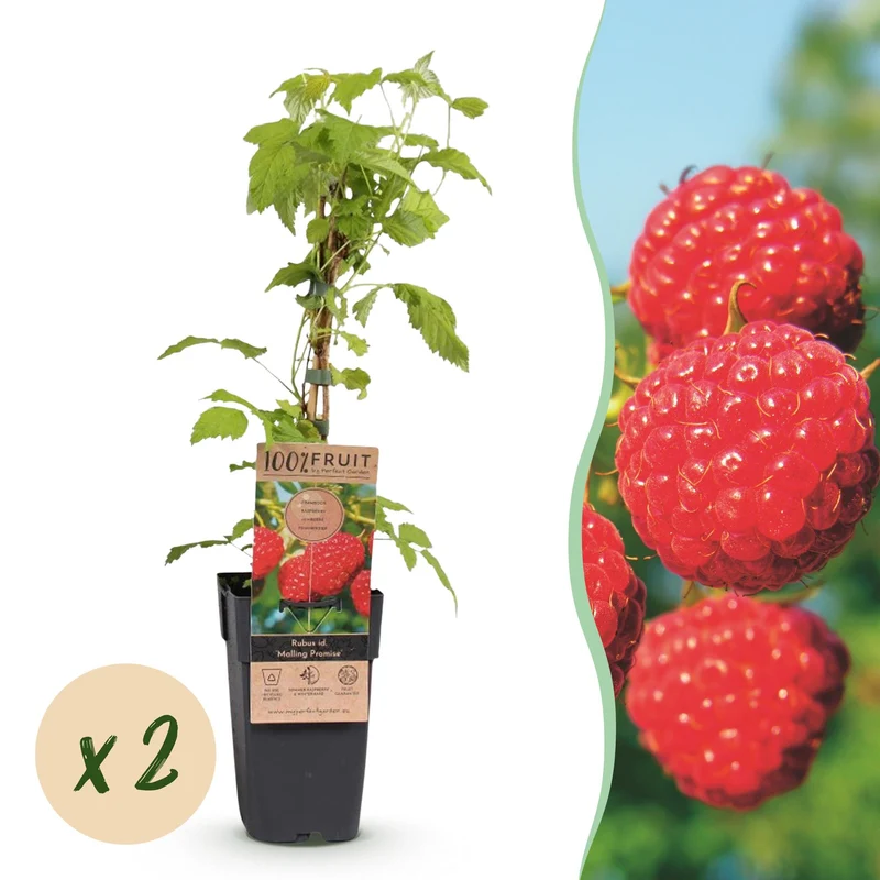 Frambozenplant Malling Promise, fruitgewas voor de tuin